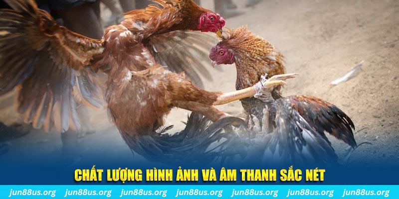 kubet 19 gà chọi tiêu phong