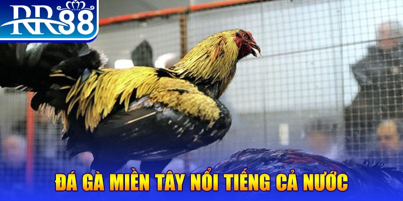 kubet 19 đá gà 88