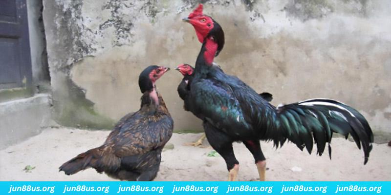 kubet 19 máy tính casino